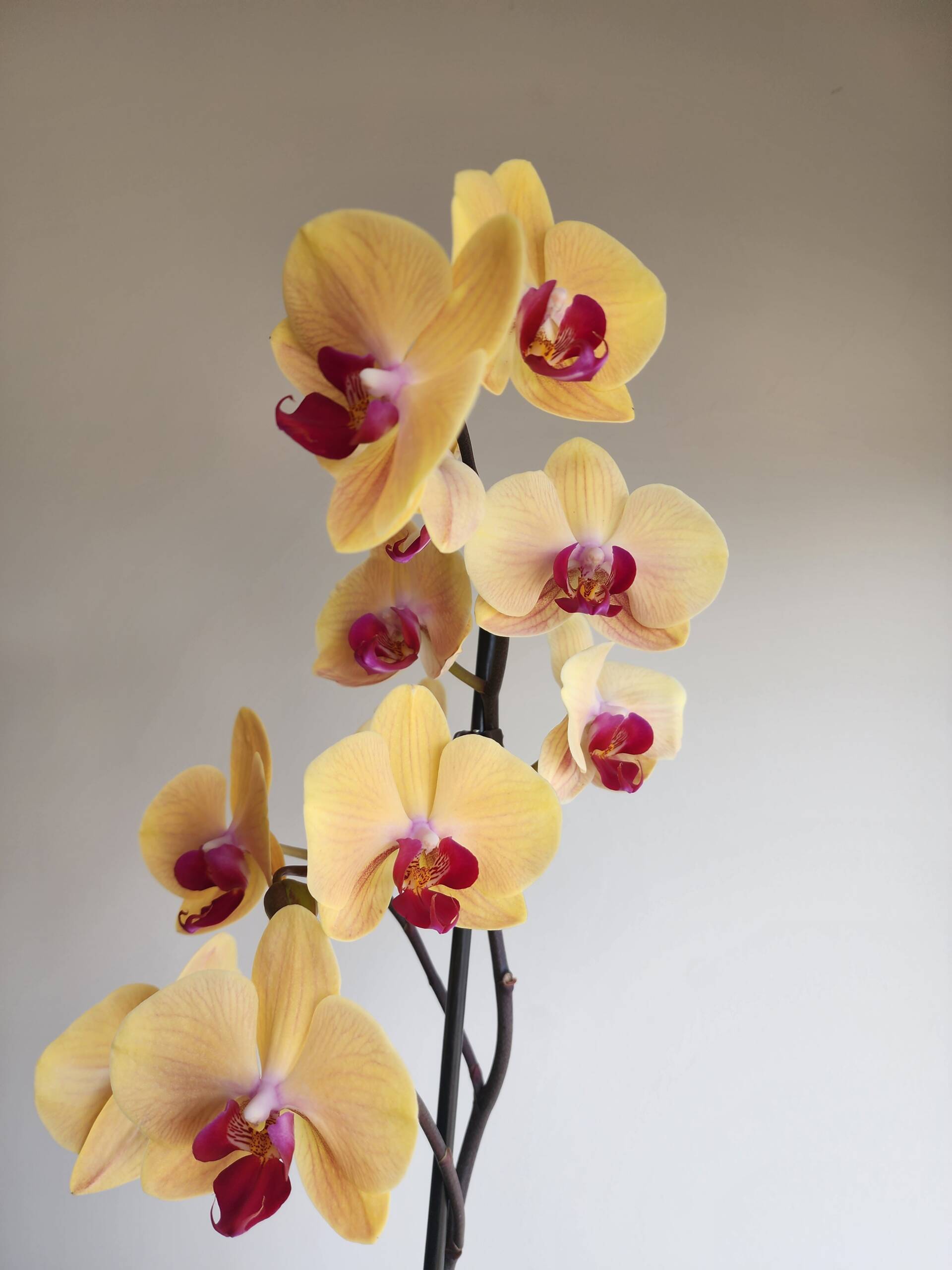 Yellow Phalaenopsis orchid with crimson lip, multiple blooms on branched spike