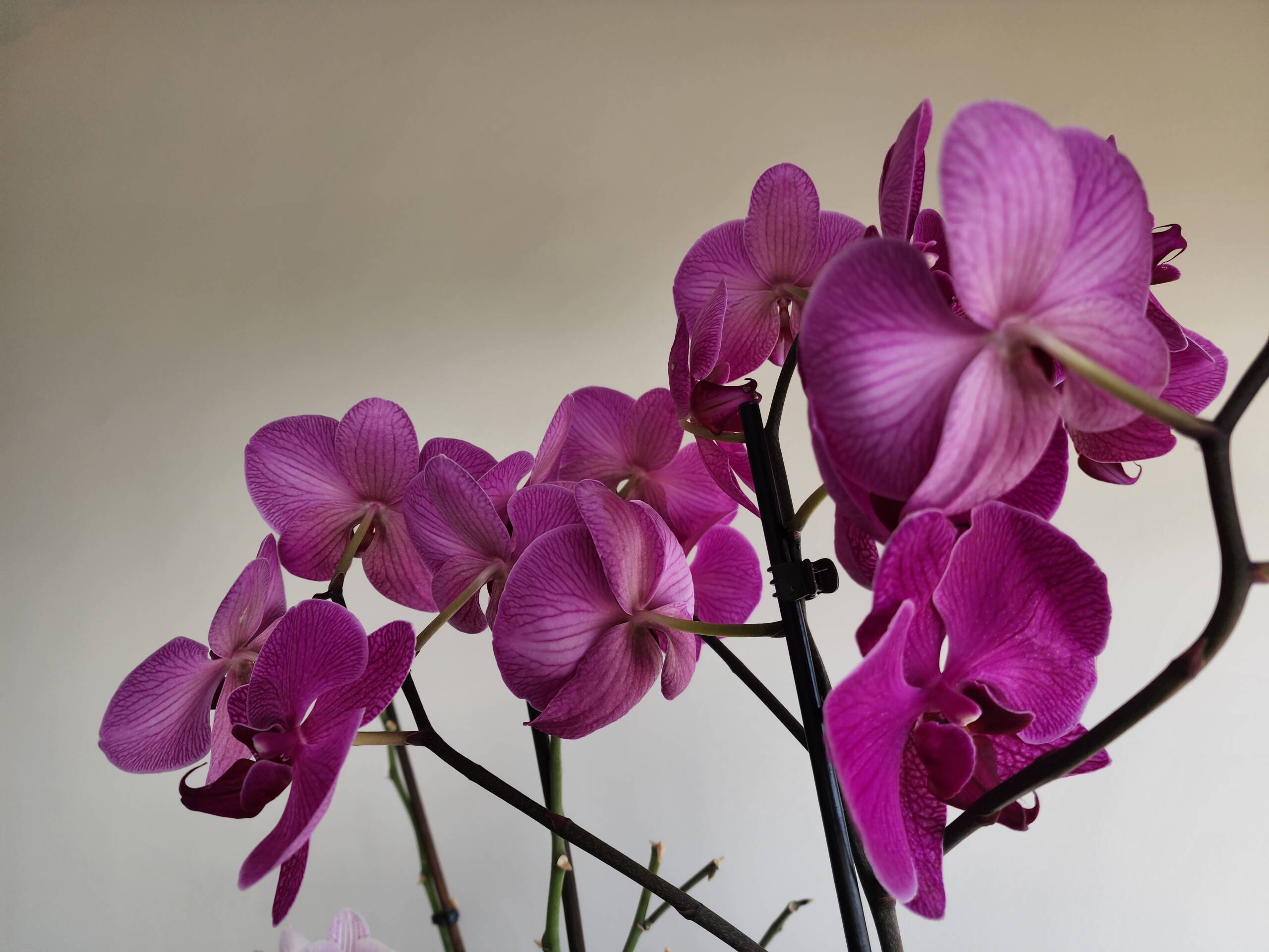 Deep magenta Phalaenopsis orchid cluster, strongly veined petals