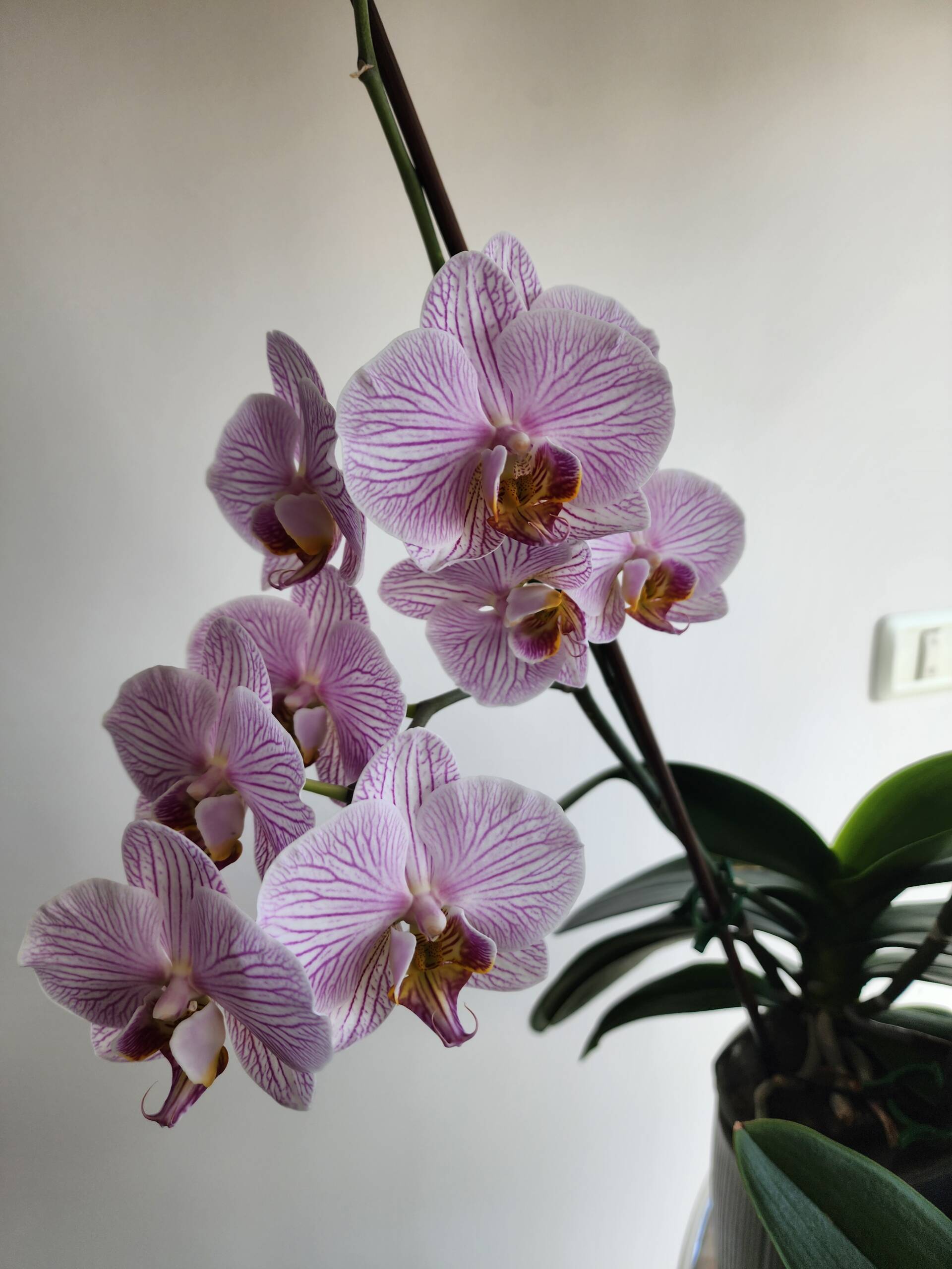 White Phalaenopsis orchid with dense purple venation