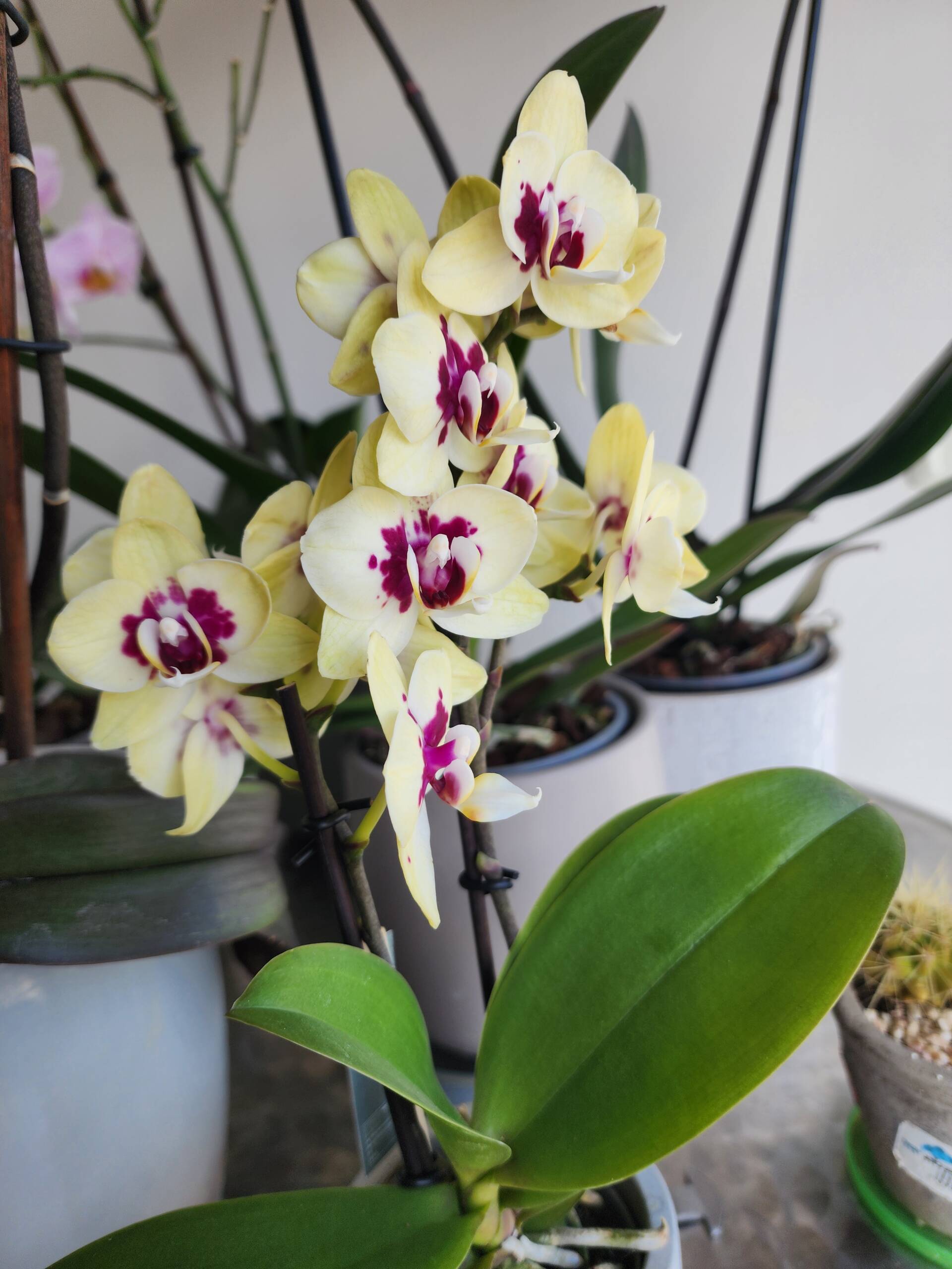 Pale yellow Phalaenopsis with deep purple spotted lip markings